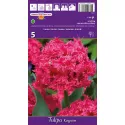 Tulipan Strzępiaste Kingston