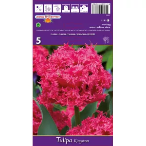 Tulipan Strzępiaste Kingston