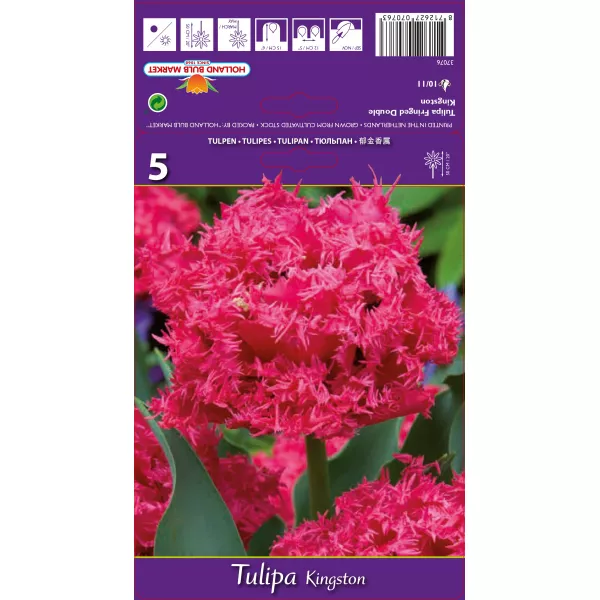 Tulipan Strzępiaste Kingston