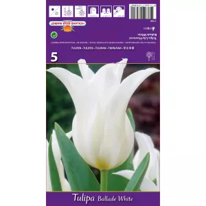 Tulipan Liliokształtne Ballade White