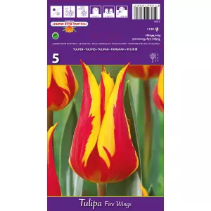 Tulipan Liliokształtne Fire Wings