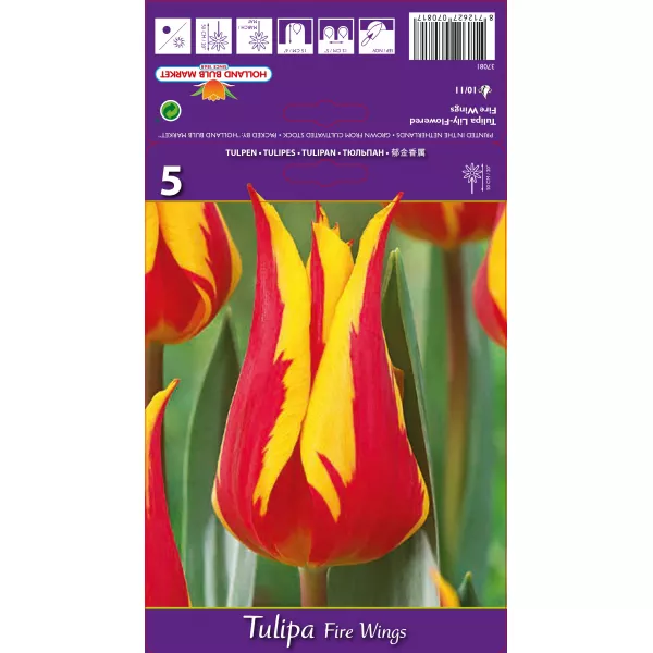 Tulipan Liliokształtne Fire Wings
