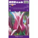 Tulipan Liliokształtne Ballade