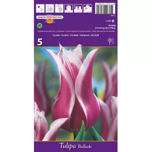 Tulipan Liliokształtne Ballade