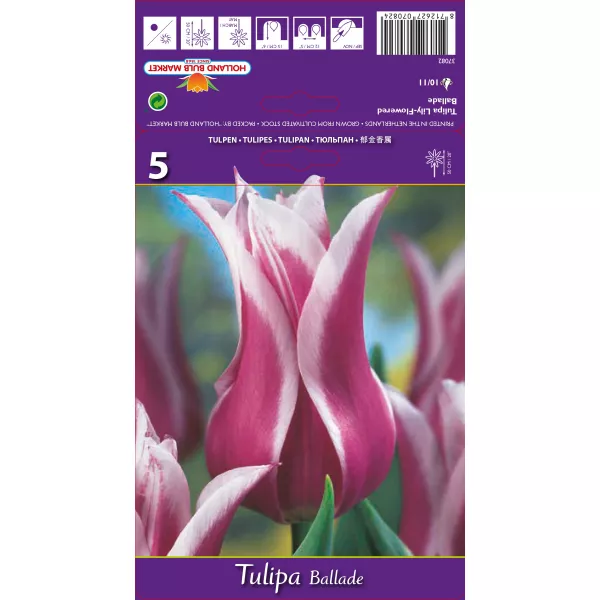 Tulipan Liliokształtne Ballade