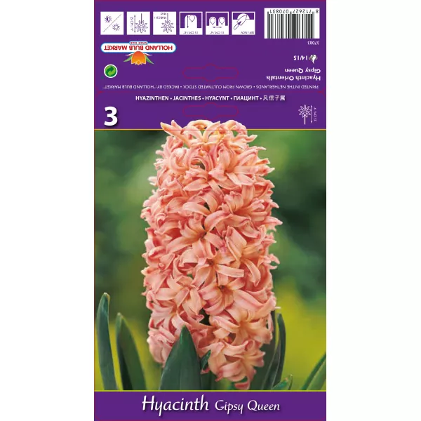 Hiacynt Gipsy Queen