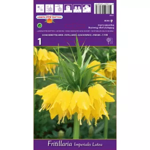 Szachownica Lutea
