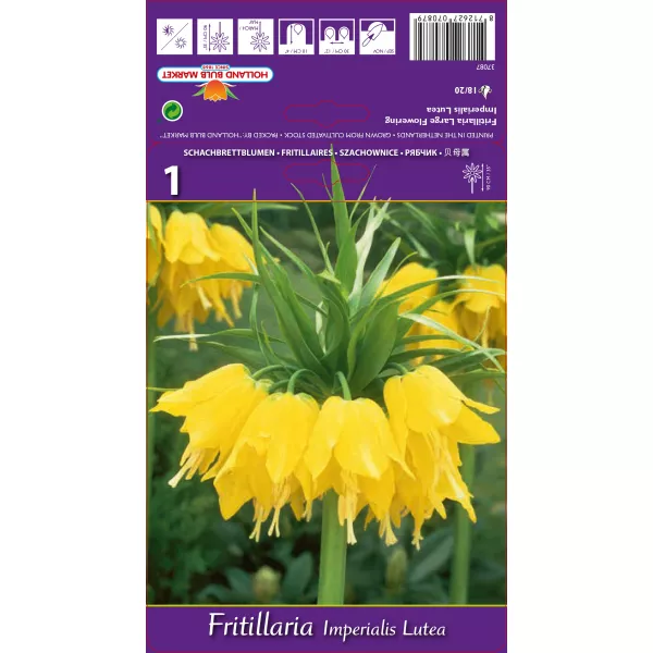 Szachownica Lutea