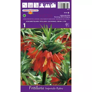 Szachownica Rubra