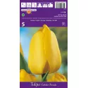 Tulipan Darwina Golden Parade