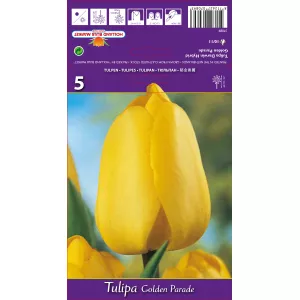 Tulipan Darwina Golden Parade