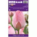 Tulipan Darwina Mystic van Eijk