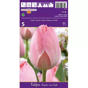 Tulipan Darwina Mystic van Eijk