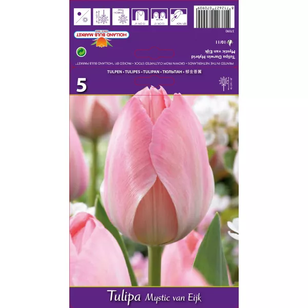 Tulipan Darwina Mystic van Eijk