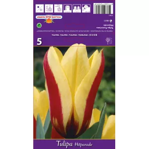 Tulipan Fosteriana Hitparade
