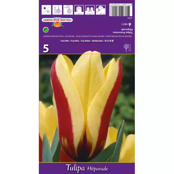 Tulipan Fosteriana Hitparade