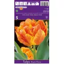 Tulipan Pełne Monte Flame