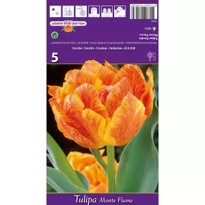 Tulipan Pełne Monte Flame