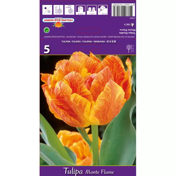 Tulipan Pełne Monte Flame