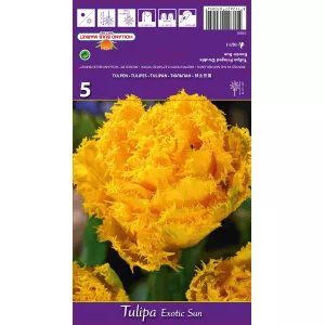 Tulipan Strzępiaste Exotic Sun