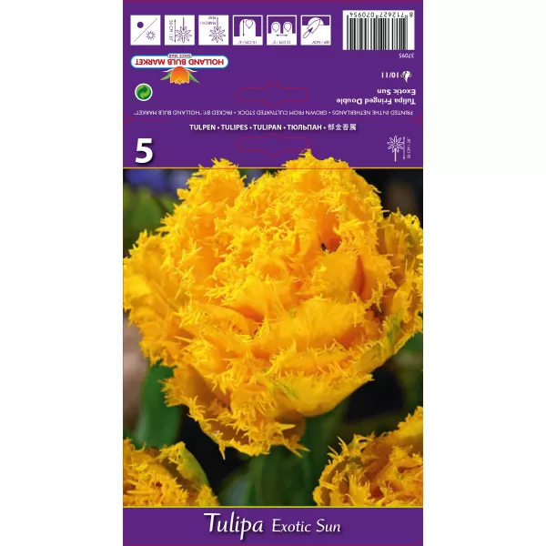 Tulipan Strzępiaste Exotic Sun