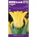 Tulipan Liliokształtne Ballade Gold