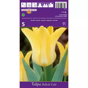 Tulipan Liliokształtne Ballade Gold