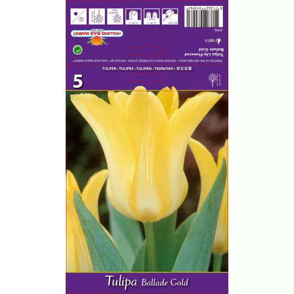 Tulipan Liliokształtne Ballade Gold