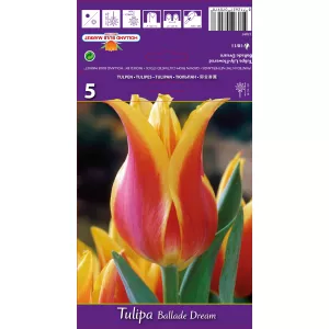Tulipan Liliokształtne Ballade Dream
