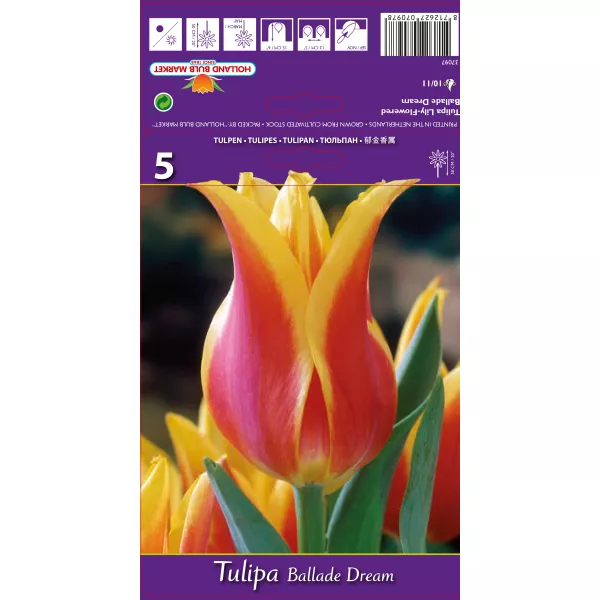 Tulipan Liliokształtne Ballade Dream