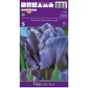 Tulipan Papuzie Blue Parrot