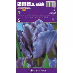 Tulipan Papuzie Blue Parrot