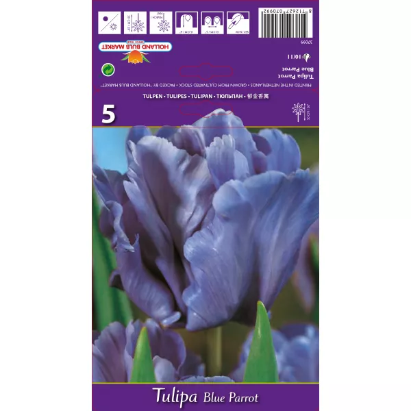 Tulipan Papuzie Blue Parrot