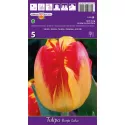 Tulipan Darwina Banja Luka