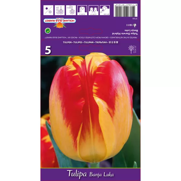 Tulipan Darwina Banja Luka