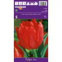 Tulipan Pełne Abba