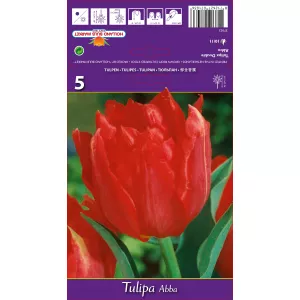 Tulipan Pełne Abba
