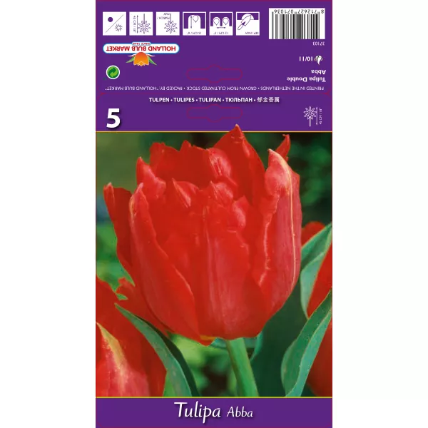 Tulipan Pełne Abba