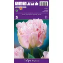 Tulipan Pełne Angelique