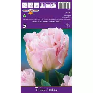 Tulipan Pełne Angelique