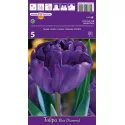 Tulipan Pełne Blue Diamond