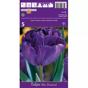Tulipan Pełne Blue Diamond