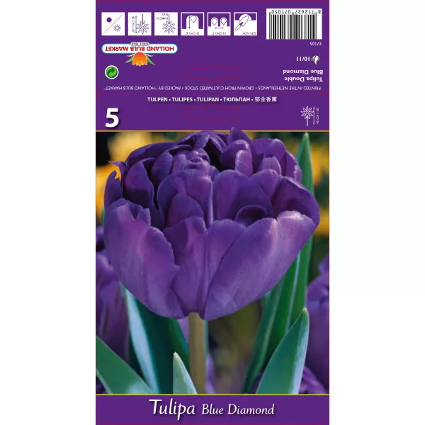 Tulipan Pełne Blue Diamond