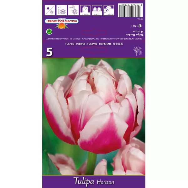 Tulipan Pełne Horizon