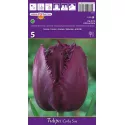 Tulipan Strzępiaste Curly Sue