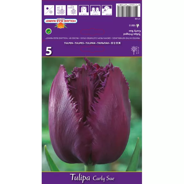 Tulipan Strzępiaste Curly Sue