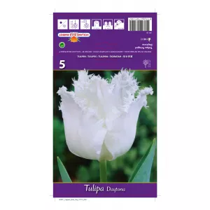 Tulipan Strzępiaste Daytona