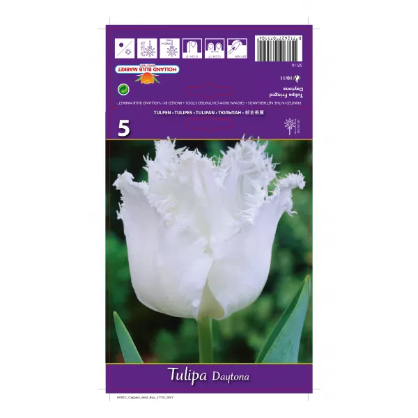 Tulipan Strzępiaste Daytona