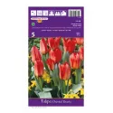 Tulipan Greigii Oriental Beauty