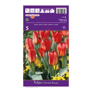 Tulipan Greigii Oriental Beauty